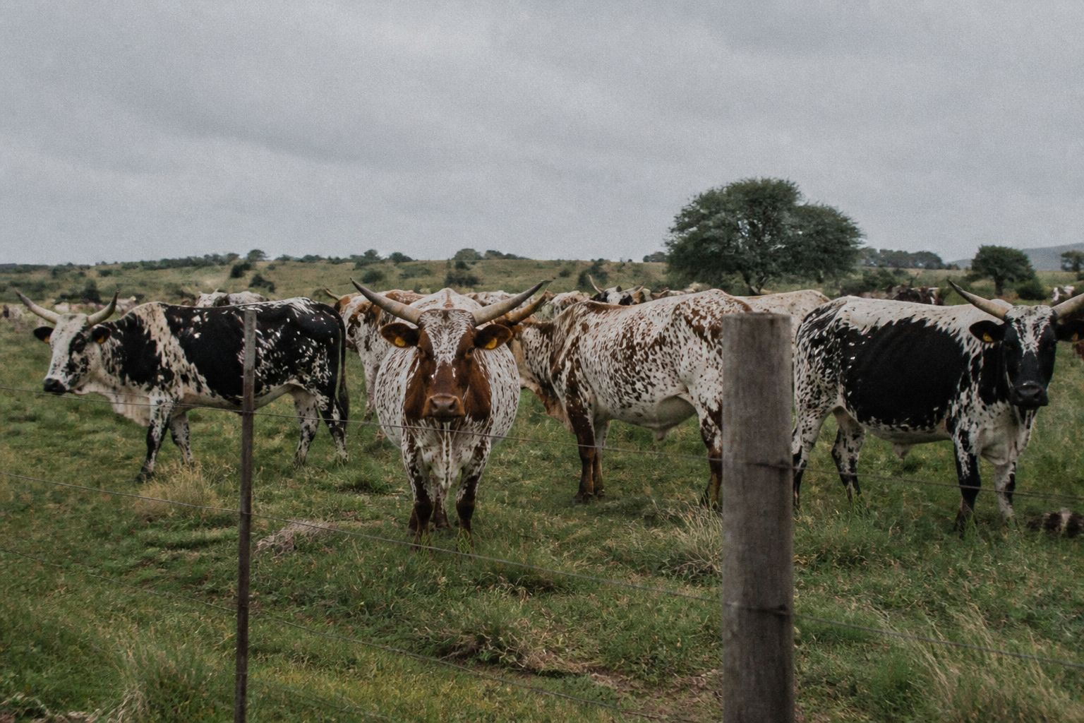 Nguni cattle at camp in the veld